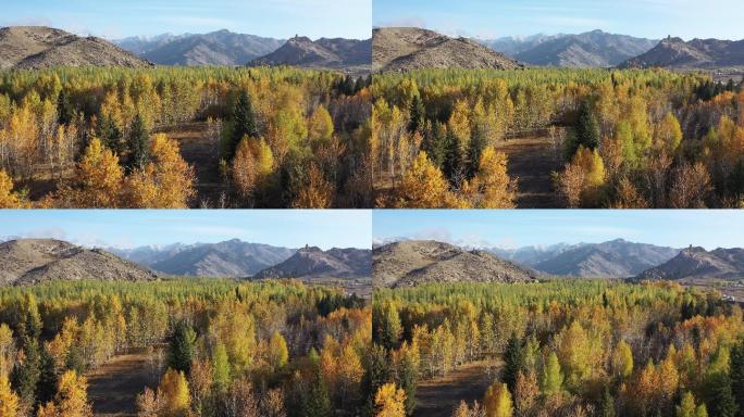 原创 新疆阿勒泰可可托海秋天森林自然风光
