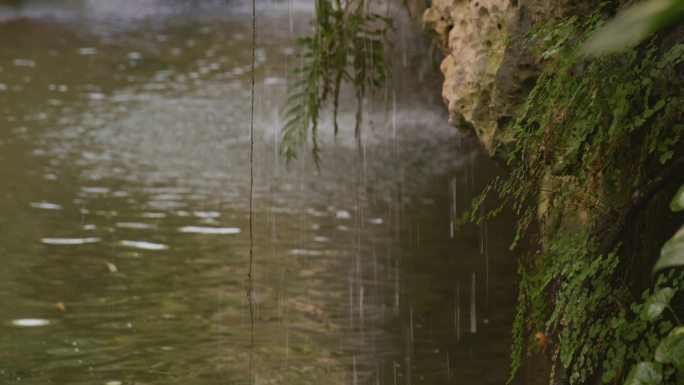 绿色森林中的热带雨