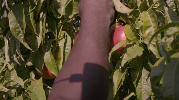 非洲裔美国男性在树上手工采摘桃子，特写