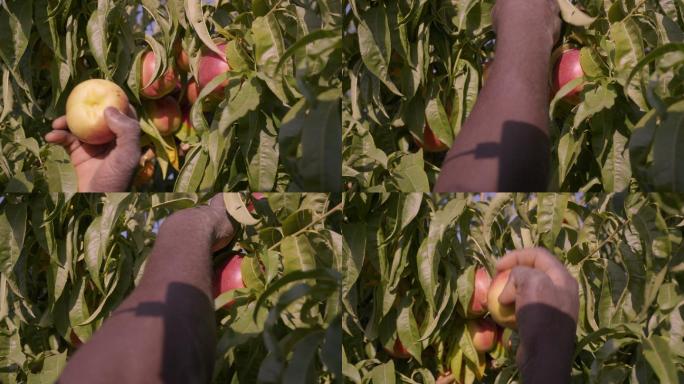 非洲裔美国男性在树上手工采摘桃子，特写