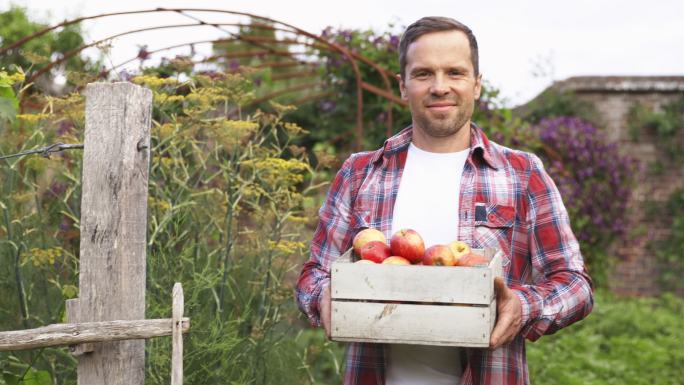 一个自信的男人在花园里摘着新鲜收获的苹果