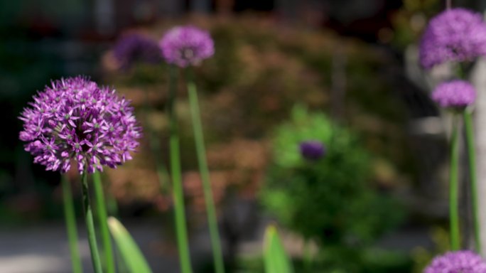 紫葱花观赏紫色花