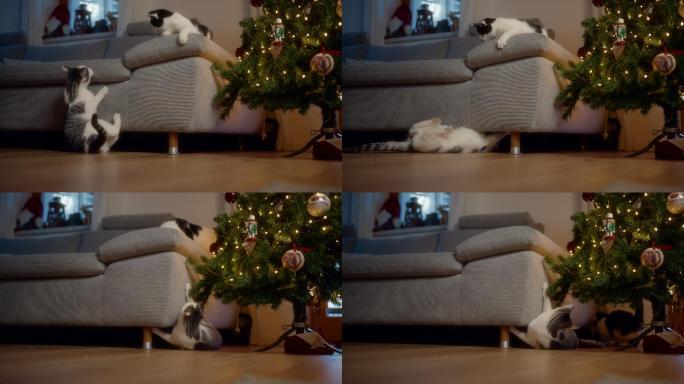 猫在装饰好的圣诞树旁的沙发上玩耍