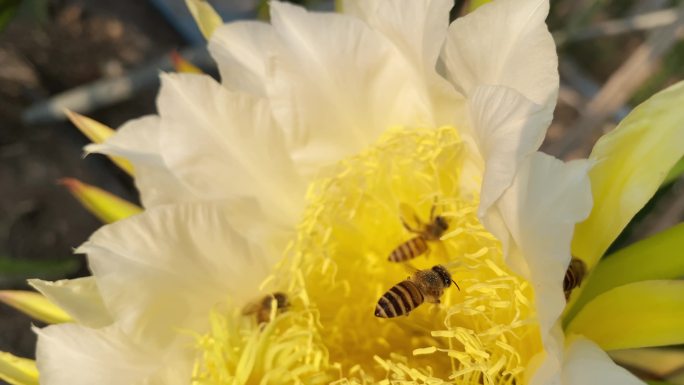 蜜蜂在龙果芽上采集花蜜