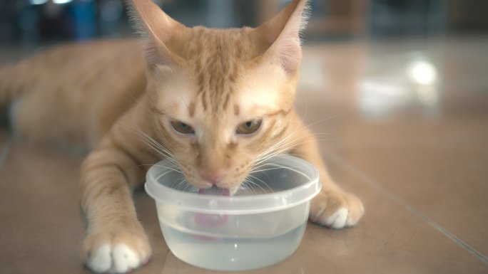 小猫斑猫在猫主人家的碗里吃猫食和喝水。