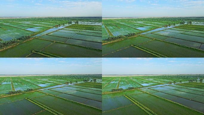 黄河灌区农业渔米之乡-万亩良田农业大景