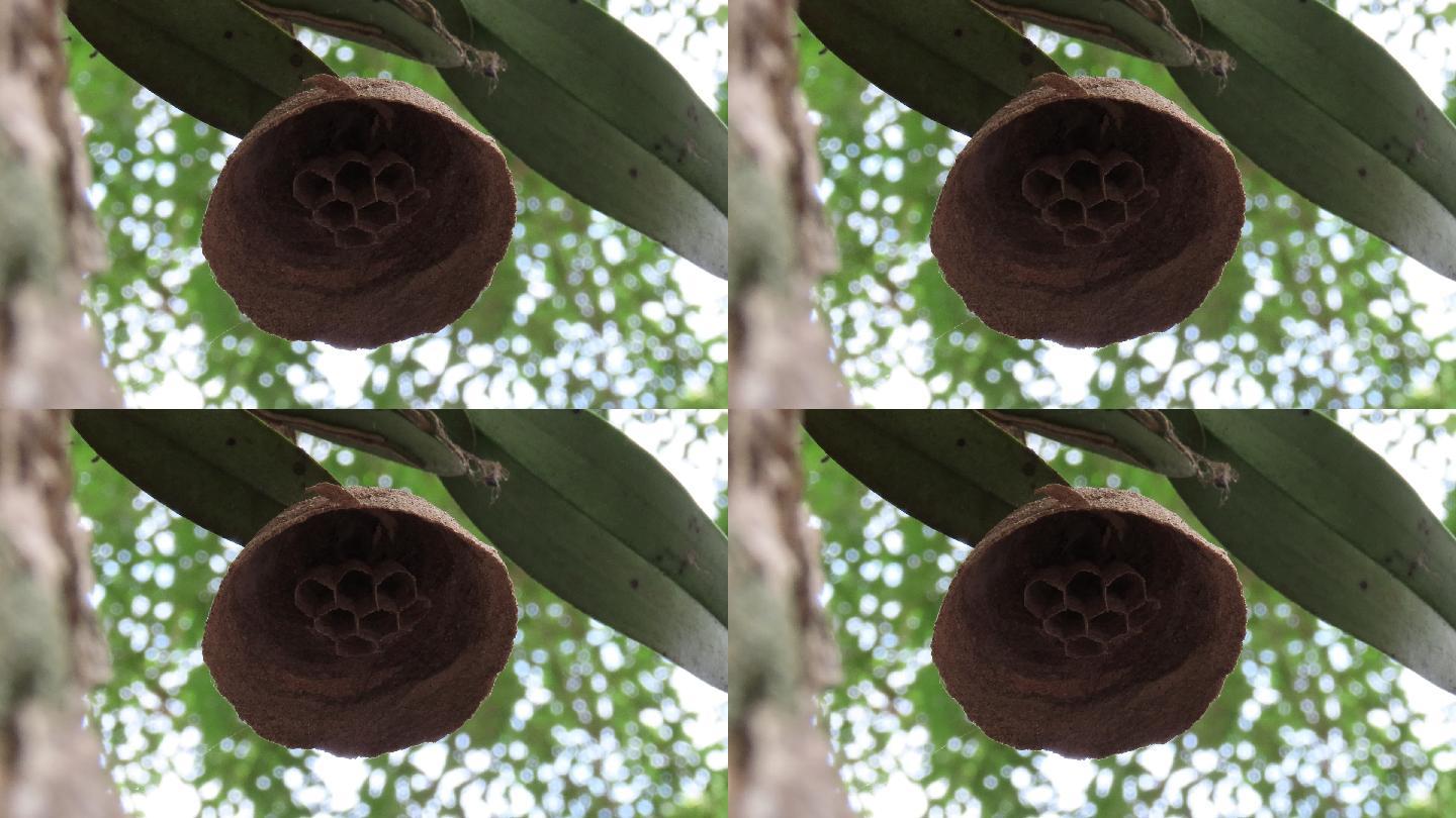 黄蜂巢蜂窝