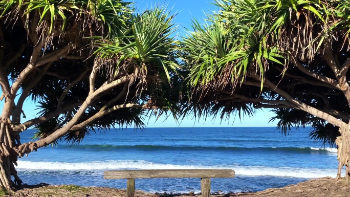 热带树木间的海洋长凳