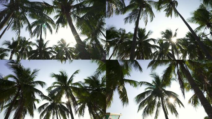 在阳光和镜头光斑的照射下，穿过棕榈树的叶子。