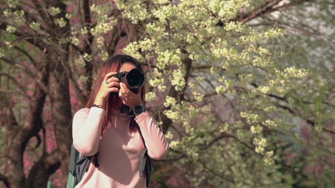 正面图：年轻的亚洲女性旅行者，穿着粉色毛衣，背着背包，站在白色樱花树旁，拍摄美丽的风景，在自然氛围中