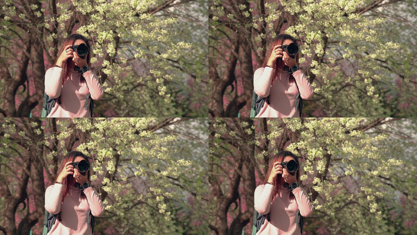 正面图：年轻的亚洲女性旅行者，穿着粉色毛衣，背着背包，站在白色樱花树旁，拍摄美丽的风景，在自然氛围中