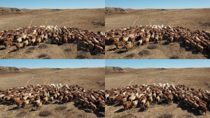 原创 新疆阿勒泰草原农场绵羊群畜牧业景观