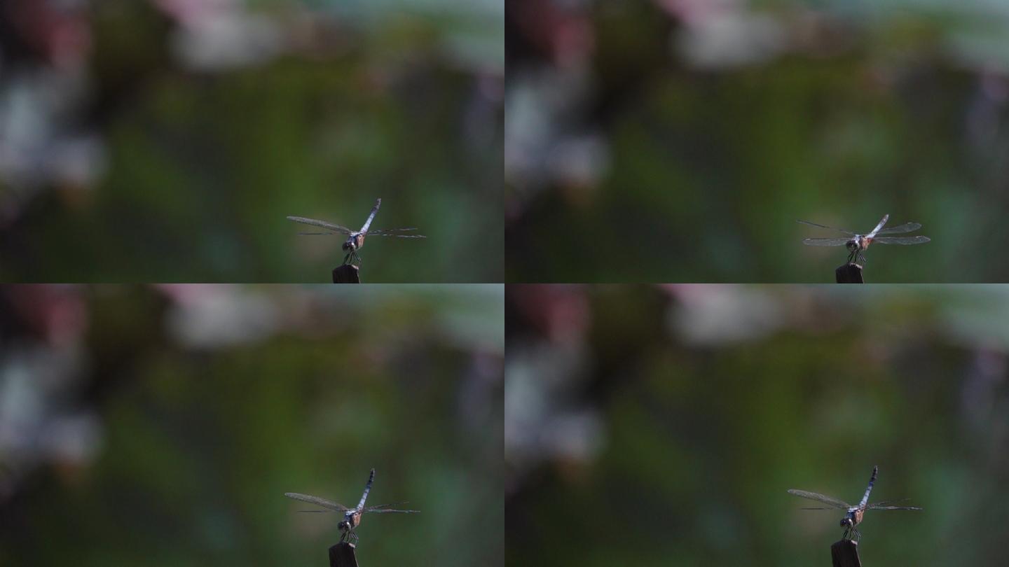 蜻蜓在模糊背景中慢动作飞行