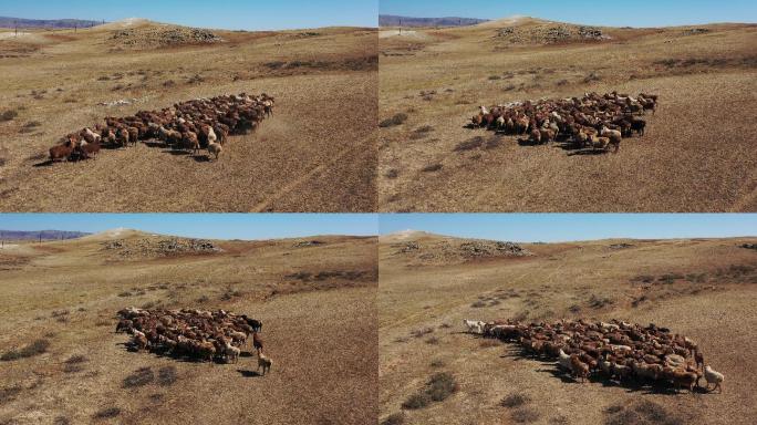 原创 新疆阿勒泰草原农场绵羊群畜牧业景观