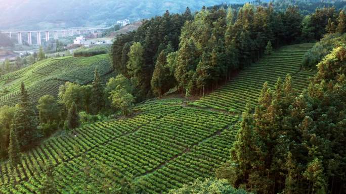 普安茶山