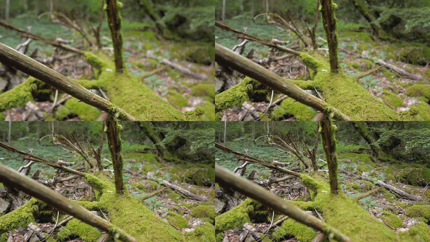 森林中一棵长满苔藓的倒下的树上的追踪镜头