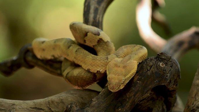 坑毒蛇毒蛇响尾蛇野生动物森林里的蛇纪录片