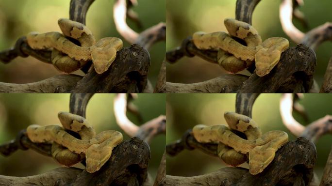 坑毒蛇毒蛇响尾蛇野生动物森林里的蛇纪录片