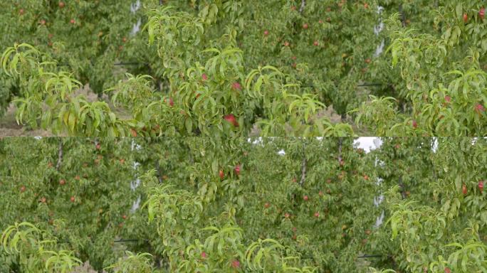 采摘季节挂在果园树枝上的桃子。