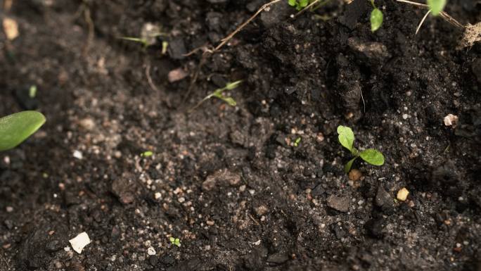 园林植物宏观土壤肥料黑土