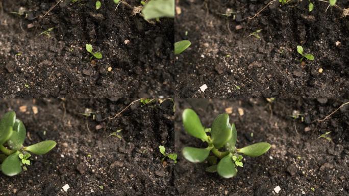 园林植物宏观土壤肥料黑土