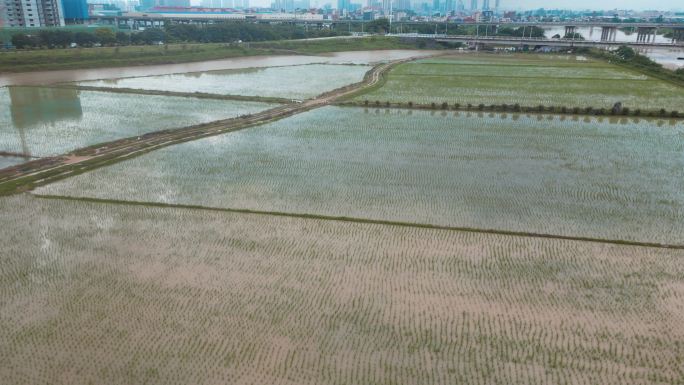 广东暴雨过后农田淹没场景稻田春耕航拍素材