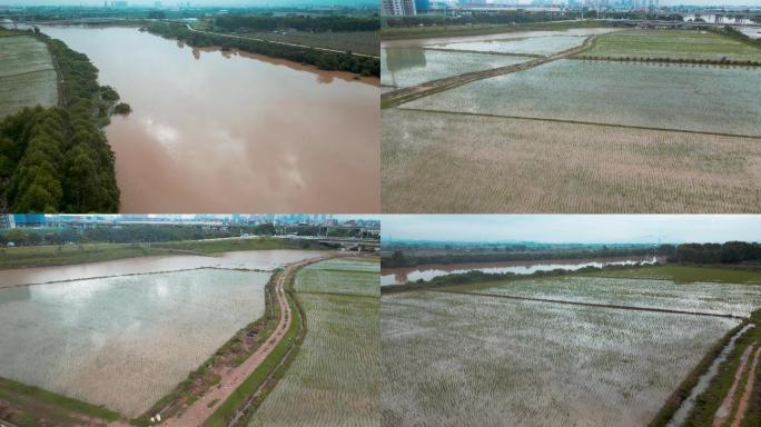 广东暴雨过后农田淹没场景稻田春耕航拍素材