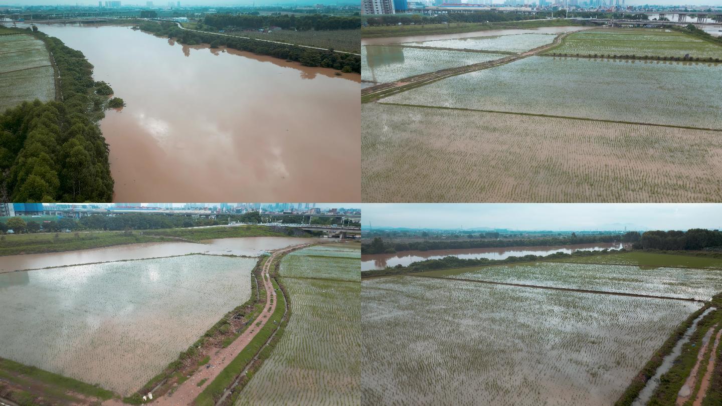 广东暴雨过后农田淹没场景稻田春耕航拍素材