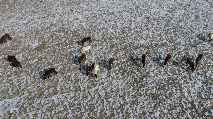 雪后戈壁马群