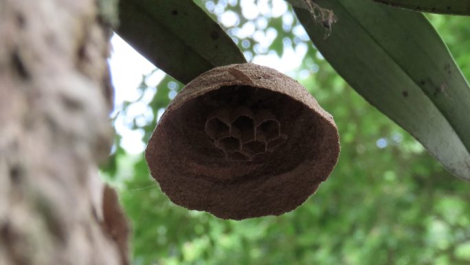 黄蜂巢黄蜂巢黄蜂巢特写动物巢