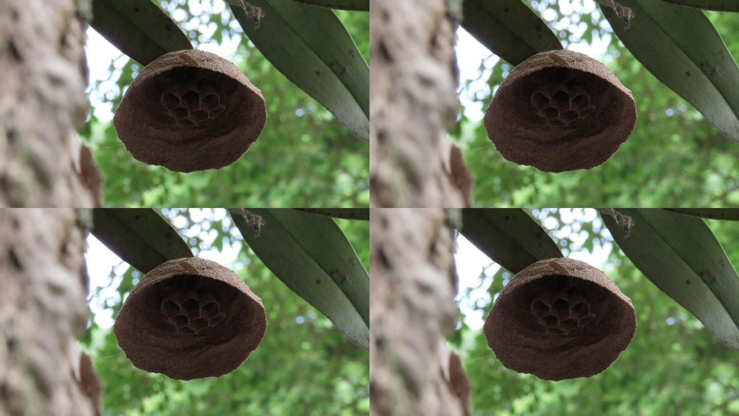 黄蜂巢黄蜂巢黄蜂巢特写动物巢