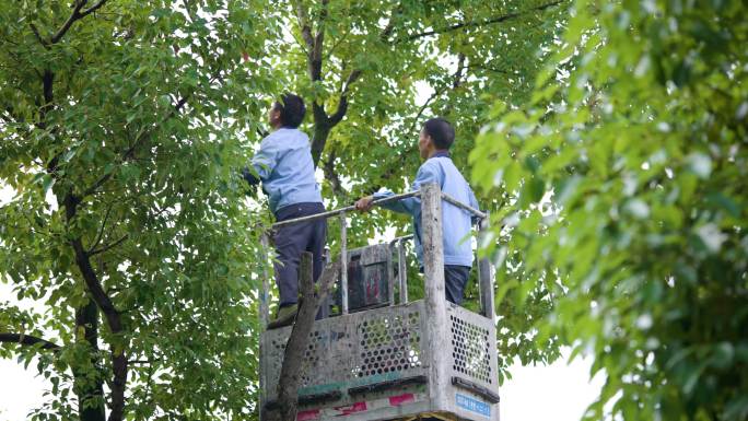 城市街道树枝修剪+已调色