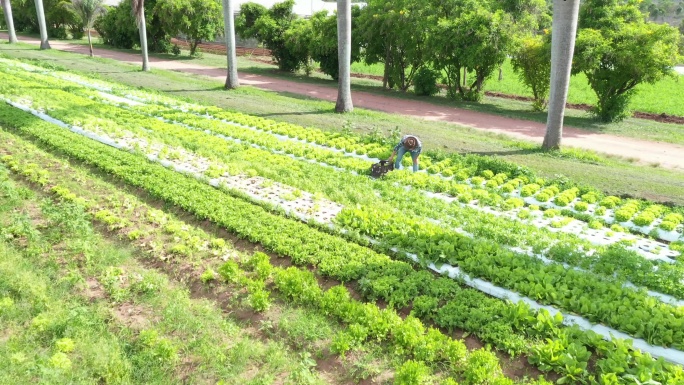 有机农场户外农田菜园