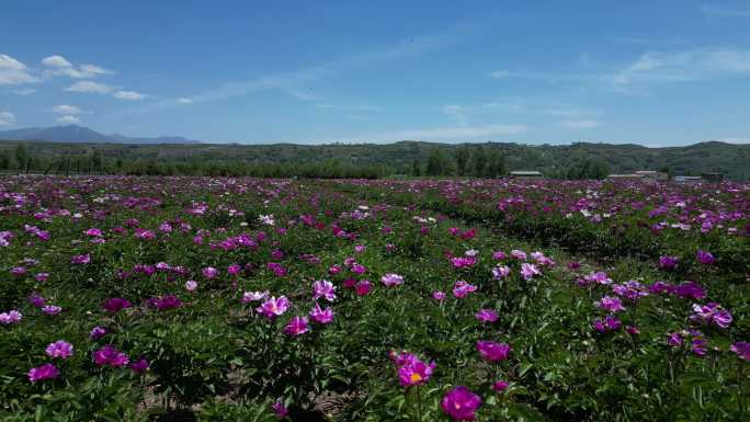 青海海东 互助 游乐景点 牡丹花海 航拍