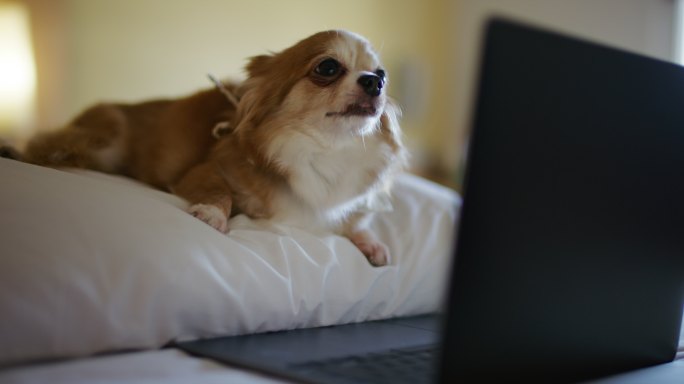奇瓦瓦狗看着笔记本电脑屏幕