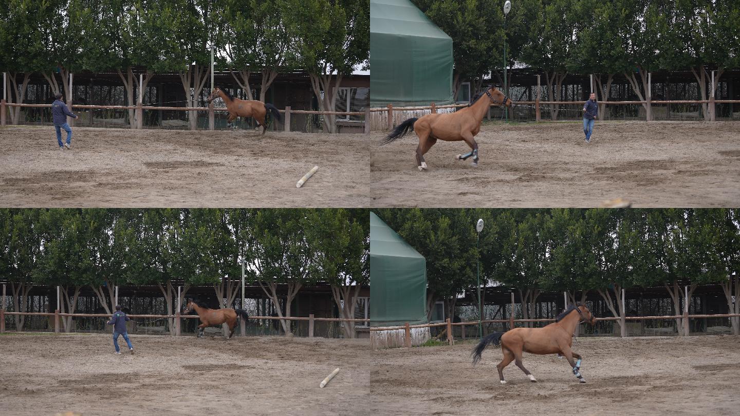 成熟的驯马师在农场训练她的马