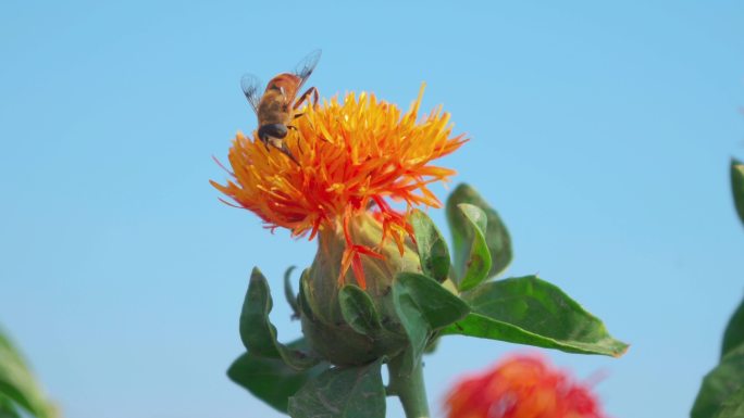 一只蜜蜂在红花上采蜜