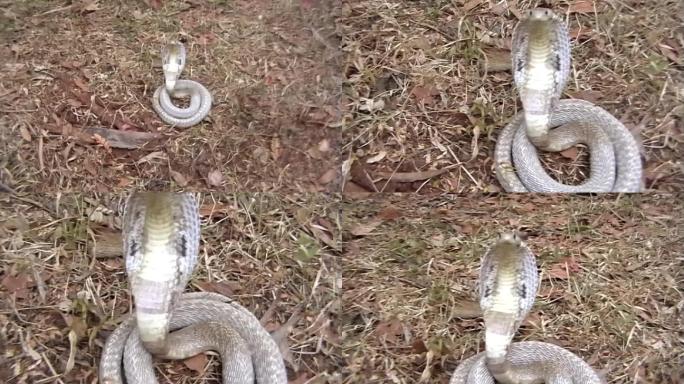 眼镜蛇野生动物世界蛇国家保护动物大自然