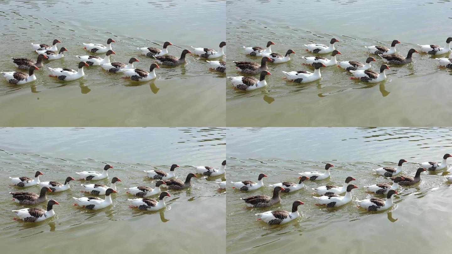 鸭子、鹅和天鹅在湖里游泳