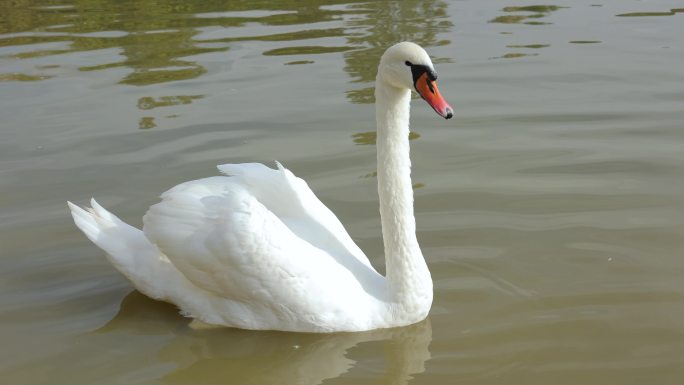 湖中的天鹅白天鹅优雅的动物