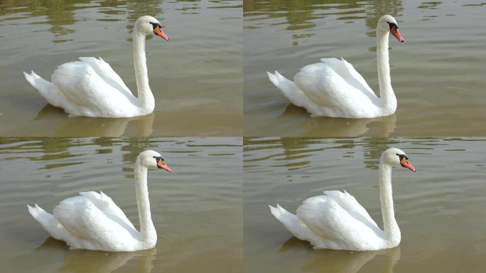 湖中的天鹅白天鹅优雅的动物