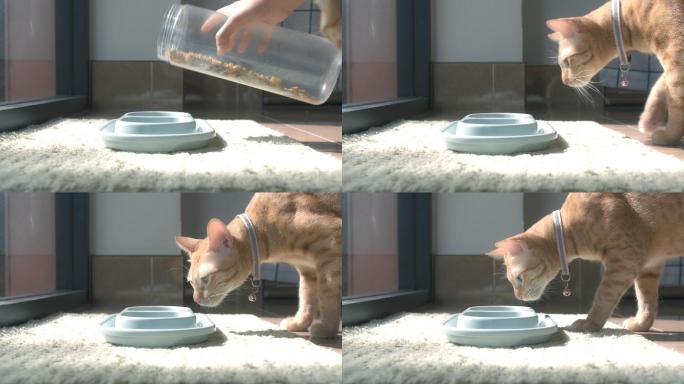 小猫斑猫在猫主人家的碗里吃猫食和喝水。