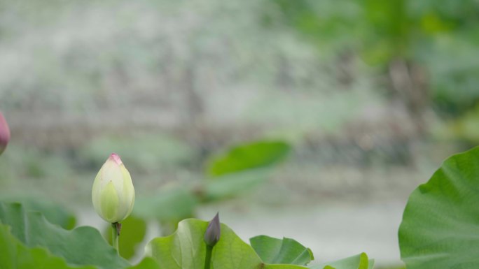 荷花 莲蓬 夏日 池塘 微风 灰度