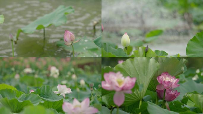 荷花 莲蓬 夏日 池塘 微风 灰度