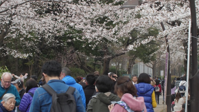 樱花美人流量踏春春游