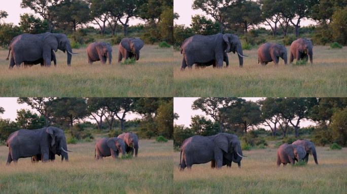 日落时一群大象在平原上吃草