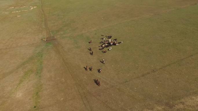 航拍呼伦贝尔草原骑马和羊群（4k）