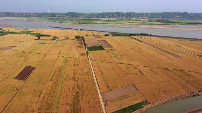 黄河滩成熟的小麦航拍