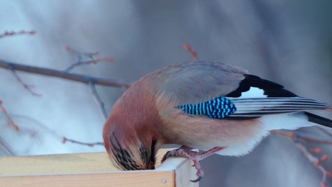 鸟-欧亚松鸦（Garrulus glandarius）用面包片填满嘴，塞满面包后，飞离喂食器。