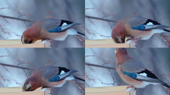 鸟-欧亚松鸦（Garrulus glandarius）用面包片填满嘴，塞满面包后，飞离喂食器。